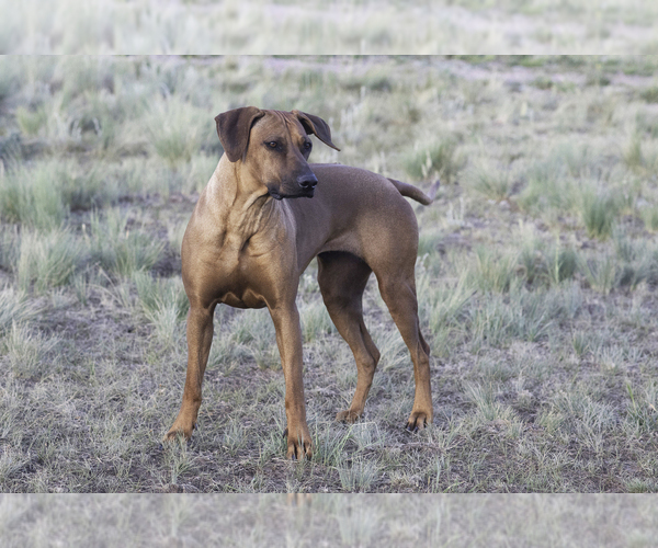 Medium Photo #10 Rhodesian Ridgeback Puppy For Sale in FAIRPLAY, CO, USA