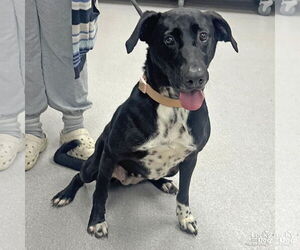 Lab-Pointer Dogs for adoption in Washington, DC, USA