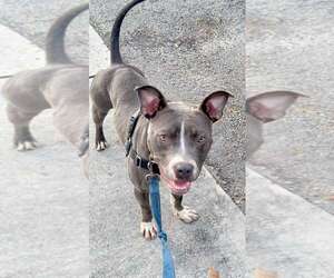 Staffordshire Bull Terrier Dogs for adoption in Pompano Beach , FL, USA