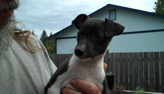 Italian Greyhound Puppy for sale in RAINIER, WA, USA