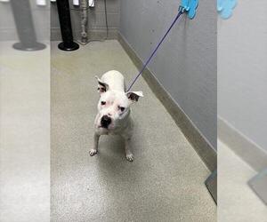 Mutt Dogs for adoption in Las Vegas, NV, USA