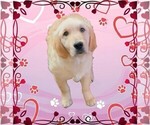 Puppy Mackenzie Golden Retriever