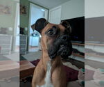 Small #4 Boxer