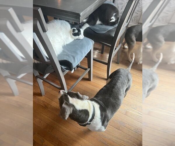 Medium Photo #3 American Pit Bull Terrier Puppy For Sale in Plymouth, MN, USA