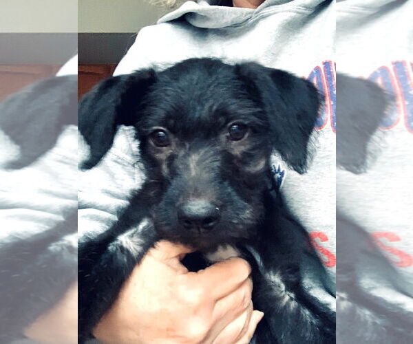 Medium Photo #3 Labradoodle Puppy For Sale in Wheaton, IL, USA