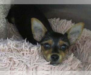 Moose - Male Chihuahua-Unknown Mix Dog for Adoption - Photo #14