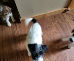 Puppy 3 Parson Russell Terrier-Wire-Poo Mix