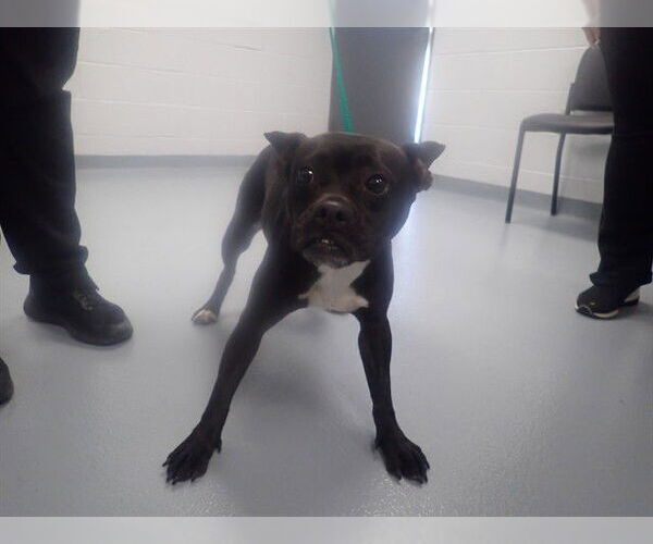 Medium Photo #1 French Bulldog-Unknown Mix Puppy For Sale in St. Cloud, FL, USA