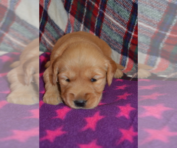 Medium Photo #23 Golden Retriever Puppy For Sale in OWEN, WI, USA