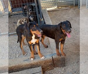Doberman Pinscher-Unknown Mix Dogs for adoption in Golden Valley, AZ, USA