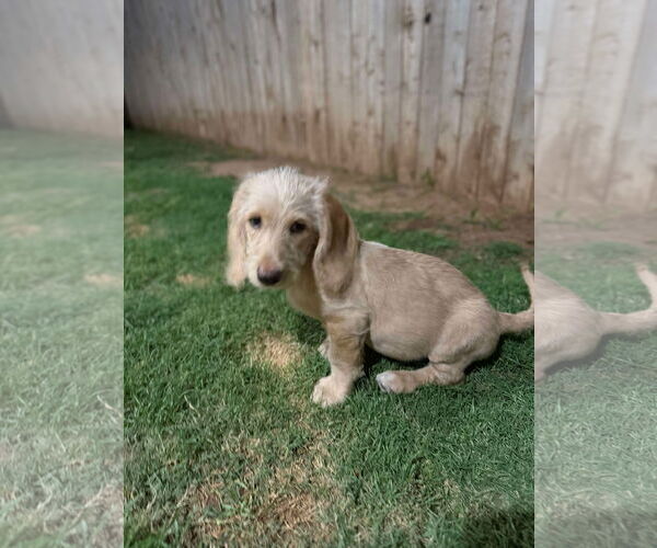 Medium Photo #2 Bassetoodle Puppy For Sale in Grafton, WI, USA