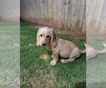 Small #1 Bassetoodle