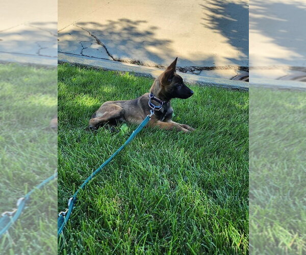 Medium Photo #1 Mutt Puppy For Sale in Imlay City, MI, USA