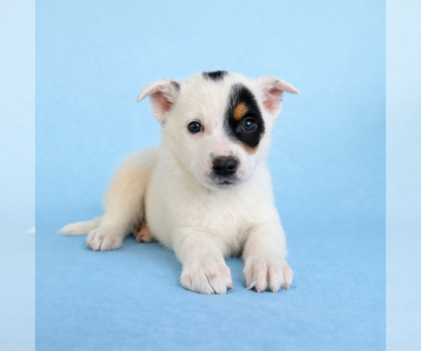 Medium Photo #2 Australian Cattle Dog Puppy For Sale in GREENFIELD, IN, USA