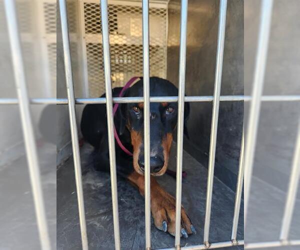 Medium Photo #1 Doberman Pinscher Puppy For Sale in Bakersfield, CA, USA
