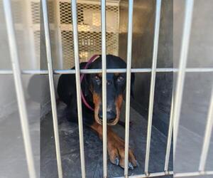 Doberman Pinscher Dogs for adoption in Bakersfield, CA, USA
