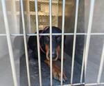 Small Doberman Pinscher