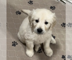 English Cream Golden Retriever Puppy for sale in JASPER, GA, USA