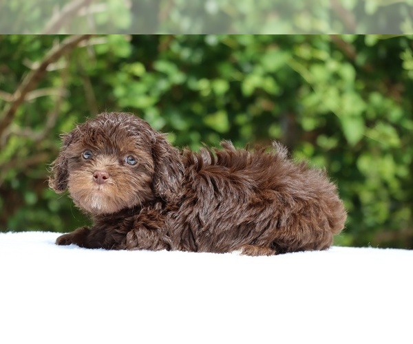 Medium Photo #20 ShihPoo Puppy For Sale in DYERSBURG, TN, USA