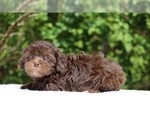 Small #19 ShihPoo