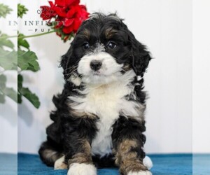 Bernedoodle (Miniature) Puppy for sale in EAST EARL, PA, USA
