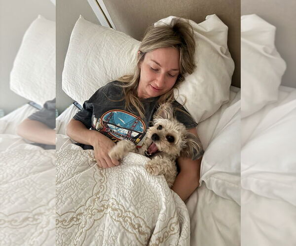 Medium Photo #16 Mal-Shi Puppy For Sale in W Hollywood, CA, USA