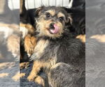 Small #1 Mutt