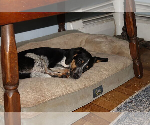 Medium Photo #4 Beagle-Unknown Mix Puppy For Sale in Doylestown, PA, USA