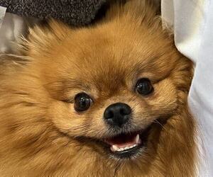 Pomeranian Puppy for sale in RESEDA, CA, USA