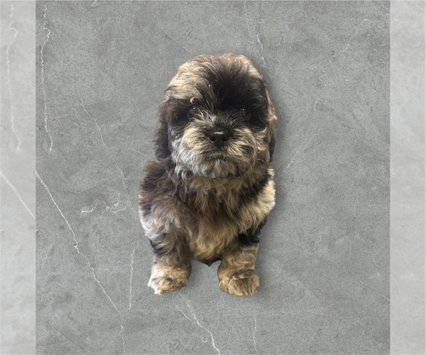 Medium Photo #1 ShihPoo Puppy For Sale in CARLISLE, KY, USA