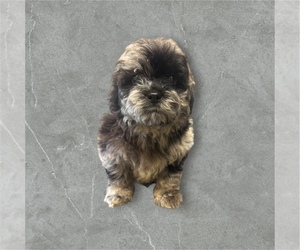 ShihPoo Puppy for sale in CARLISLE, KY, USA