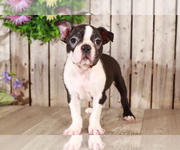 Medium Photo #1 Boston Terrier Puppy For Sale in MOUNT VERNON, OH, USA