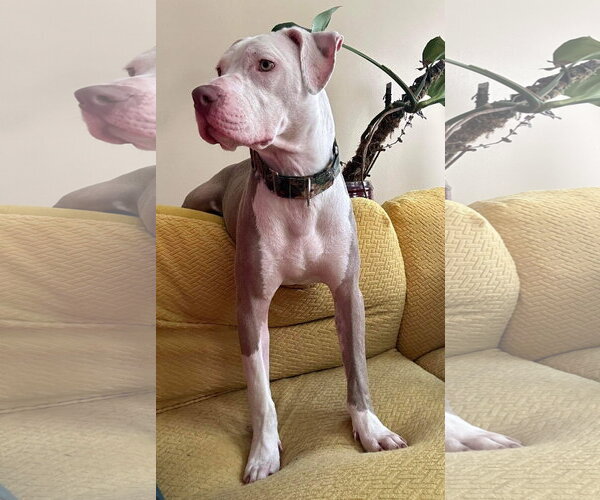 Medium Photo #32 American Pit Bull Terrier-Unknown Mix Puppy For Sale in Germantown, OH, USA