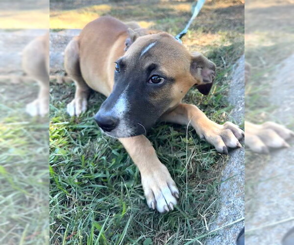 Medium Photo #3 Mutt Puppy For Sale in Tarrytown, GA, USA