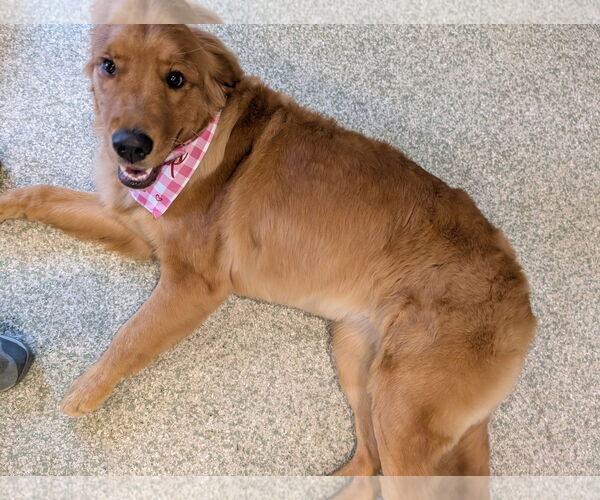 Medium Photo #7 Golden Retriever Puppy For Sale in St. Louis Park, MN, USA