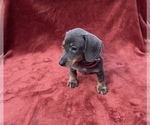 Small Photo #7 Dachshund Puppy For Sale in LOBELVILLE, TN, USA