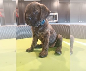 Cane Corso Puppy for sale in MERCED, CA, USA