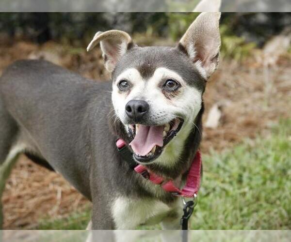 Medium Photo #1 Chihuahua-Shiba Inu Mix Puppy For Sale in Tallahassee, FL, USA
