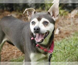 Chihuahua-Shiba Inu Mix Dogs for adoption in Tallahassee, FL, USA