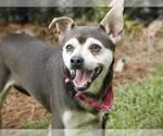 ZEKE - Male Chihuahua-Shiba Inu Mix Dog for Adoption - Small photo