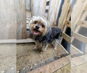 Chorkie Puppy for sale in ATLANTA, GA, USA