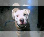 Small American Pit Bull Terrier Mix