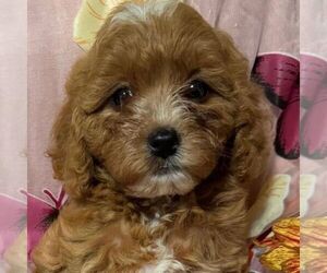 Cavapoo Puppy for sale in STATE COLLEGE, PA, USA