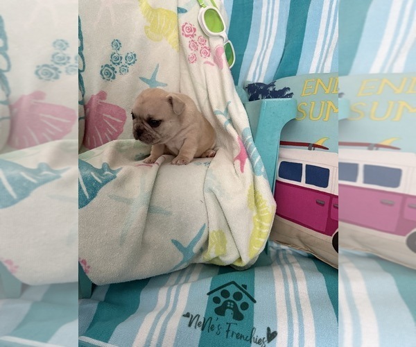Medium Photo #5 French Bulldog Puppy For Sale in OPP, AL, USA