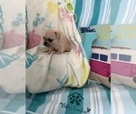 Small #4 French Bulldog