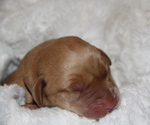 Puppy Jack Labrador Retriever