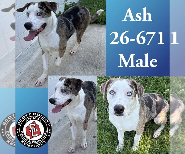 Medium Photo #1 Australian Shepherd-Catahoula Leopard Dog Mix Puppy For Sale in Georgetown, KY, USA