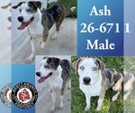 Small Photo #1  Puppy For Sale in , 