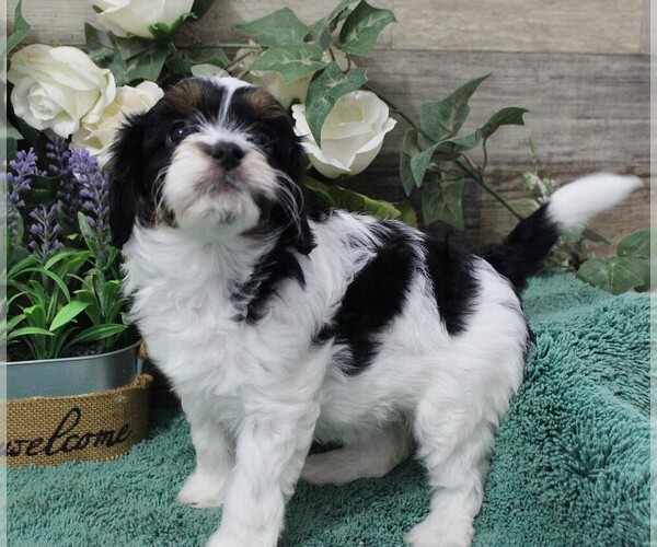 Medium Photo #3 Cavapoo (Miniature) Puppy For Sale in CARLISLE, KY, USA