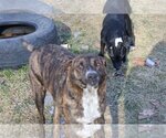 Small Photo #4 Plott Hound-Retriever  Mix Puppy For Sale in Sebec, ME, USA